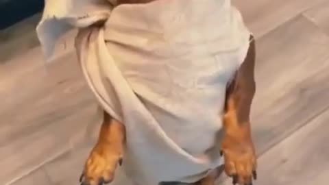 How to training Dog's