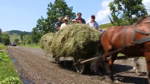 Horse drawn vehicle