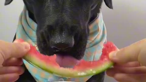 My Pet My Dog Eaten watermelon with original sound l Madhu Makhi