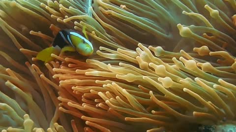 Scuba diver caught nemo fish hiding in the coral