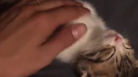 funny animals video