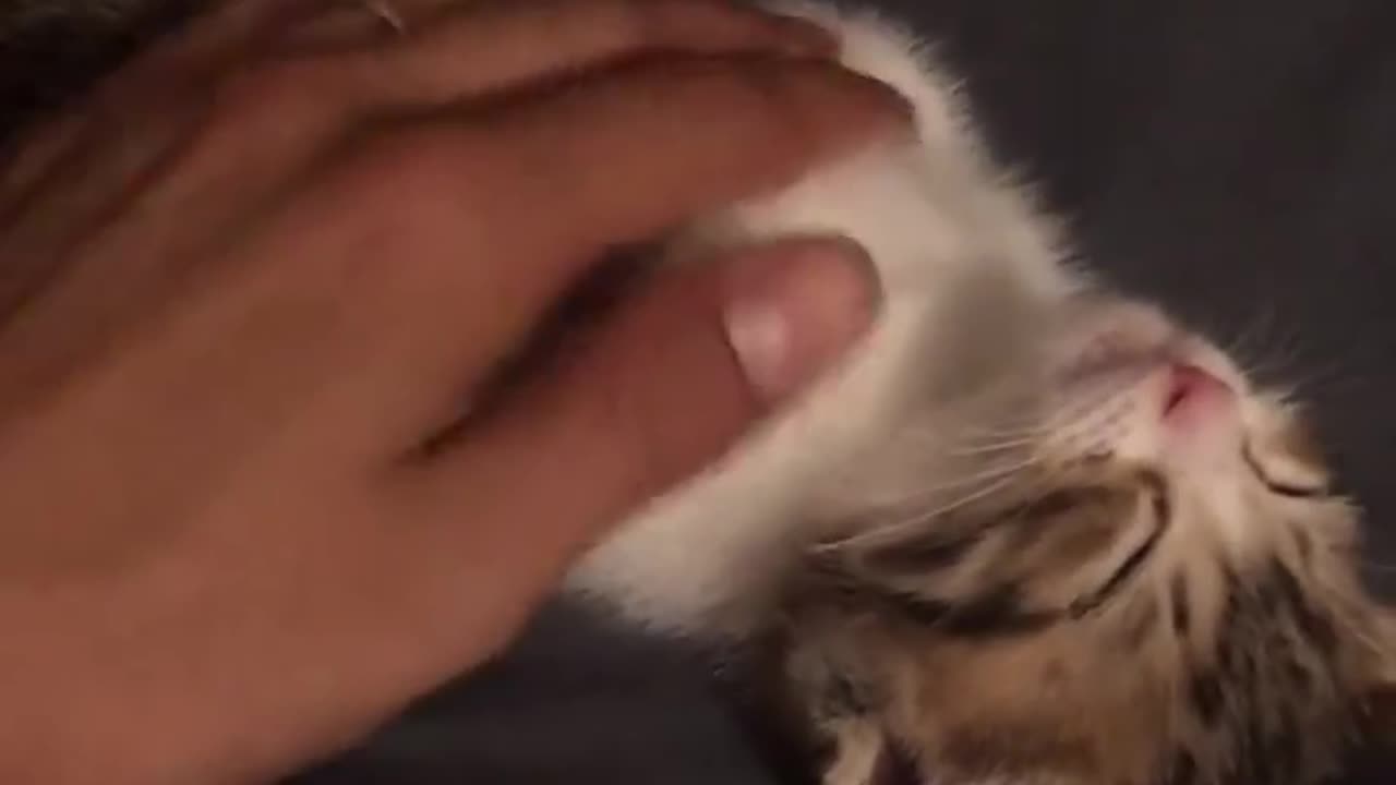 funny animals video