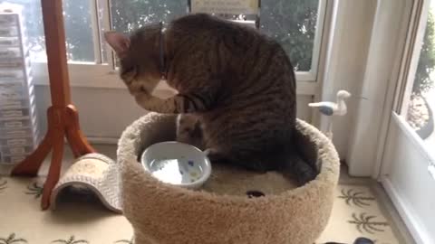 Cat drinks water by leg so cute Watch it now