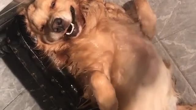 My pet dog's routine makes you laugh