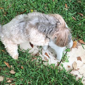 Hunting Lizards CC is persistent