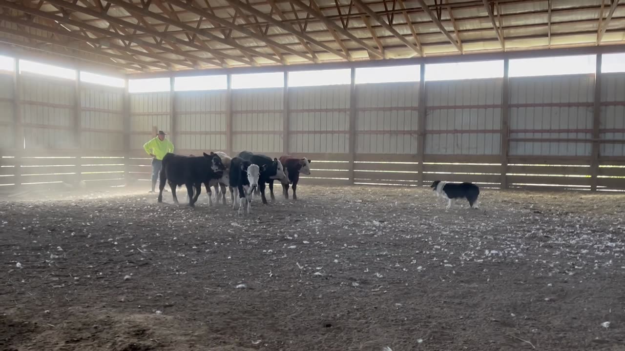 Charlie - Weaned Bulls - 10/19/2024