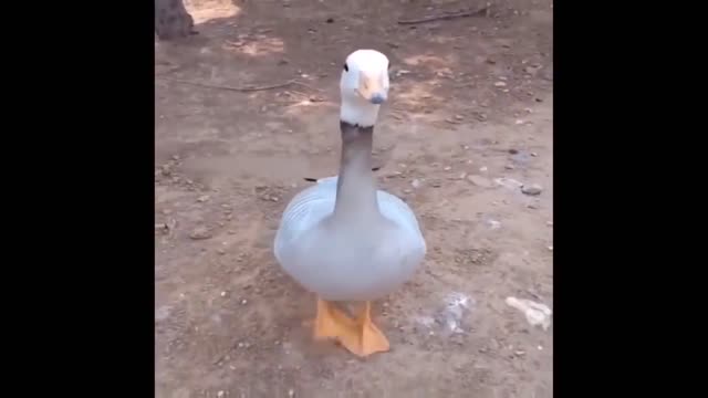 Very strange goose