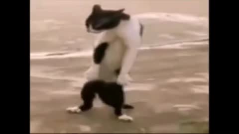 funny videos of animals dancing