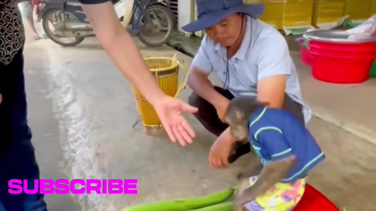 This Monkey manages the entire Shop, you can't believe it,see
