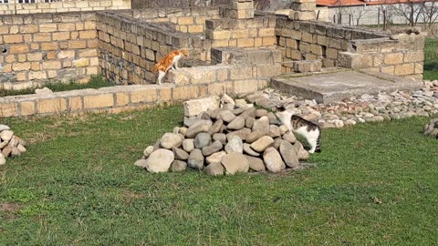 The yellow cat is running from the white cat. These cats are so cute