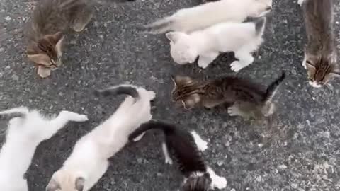 Mini cats