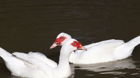 Video of different type of ducks swimming together. Red and white, brown big and small