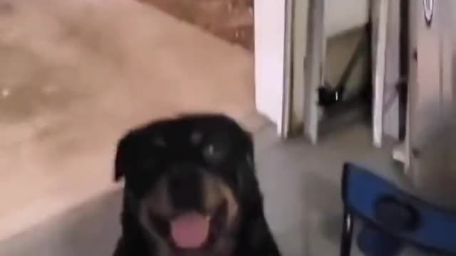 funny Fucker Dog...2022