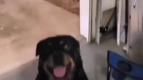 funny Fucker Dog...2022