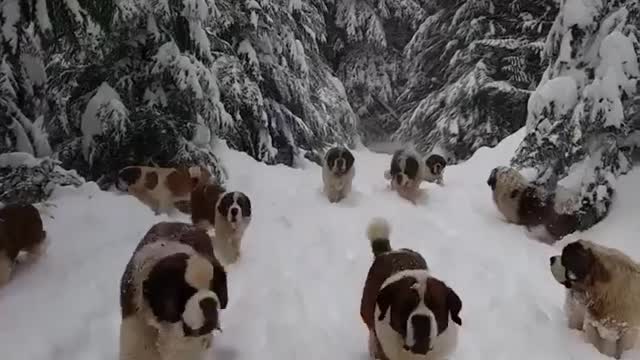 Playing dogs in ice