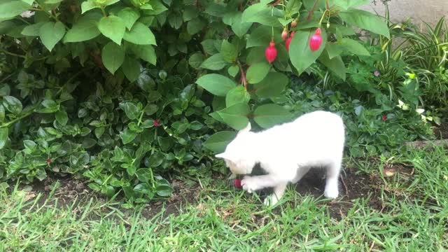 The cat plays with flowers.