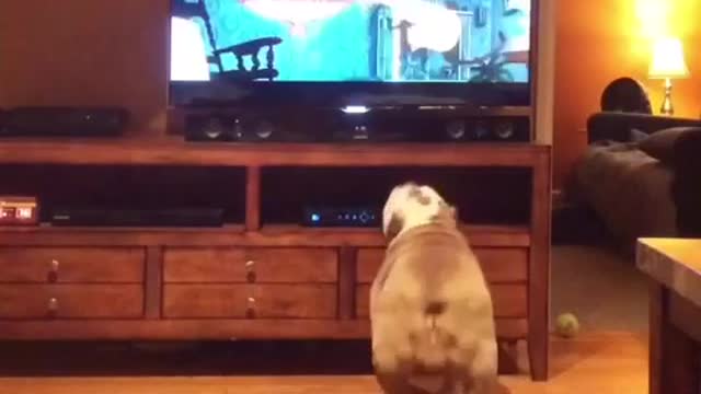 Bulldog Inglés muy interesado en una película animada