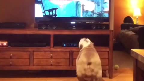 Bulldog Inglés muy interesado en una película animada