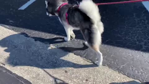 Meeka Orders Her OWN Donut! (SPEAKS PERFECT!)