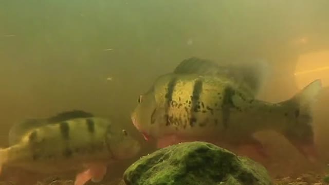Pike protecting their Eggs!