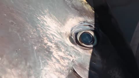 MASSIVE 10ft Tuna... We Broke a Record! (Commercial Bluefin Tuna Fishing)