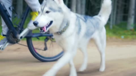 Dog walking in the morning with partner