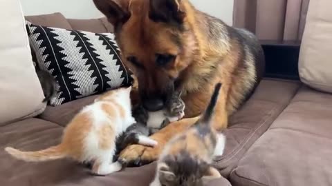 German Shepherd Attacked by Cute Tiny Kittens