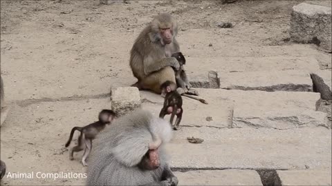 sooking baby baboon