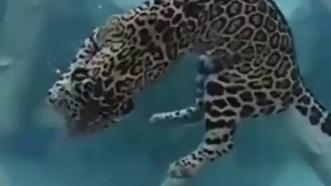 Beautiful jaguar underwater