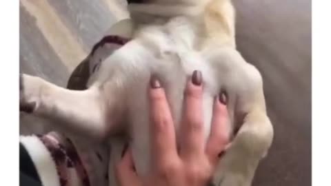 The Funniest Cat Videos You’ll Ever See! 😹🎥