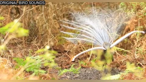 BEAUTIFUL VOICES OF BIRDS IN THE WILD