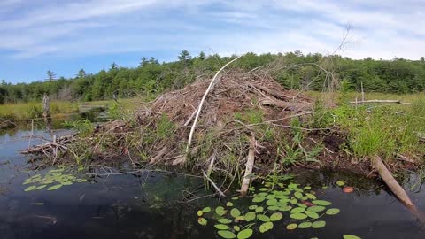 Beaver Lodge