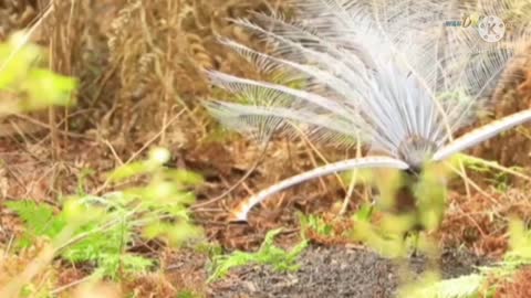 various wild birds