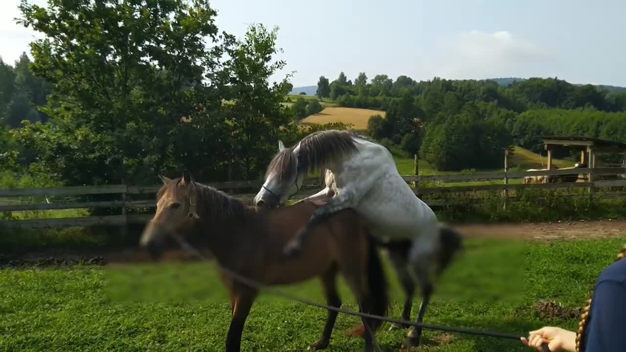 Trying again to cover this beautiful connemara mare with grey stallion