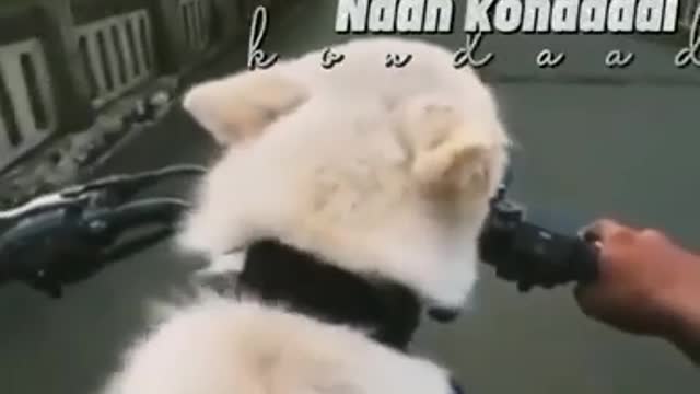 yt1s.com - naan kaanum kanavu yavaiyumdog lovers tamil whatsapp status
