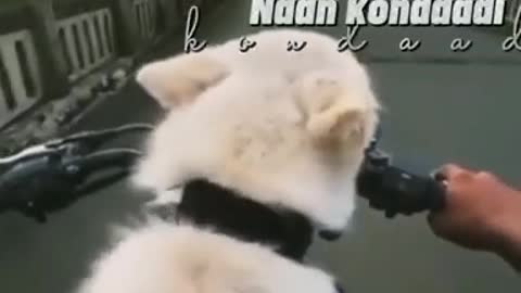 yt1s.com - naan kaanum kanavu yavaiyumdog lovers tamil whatsapp status