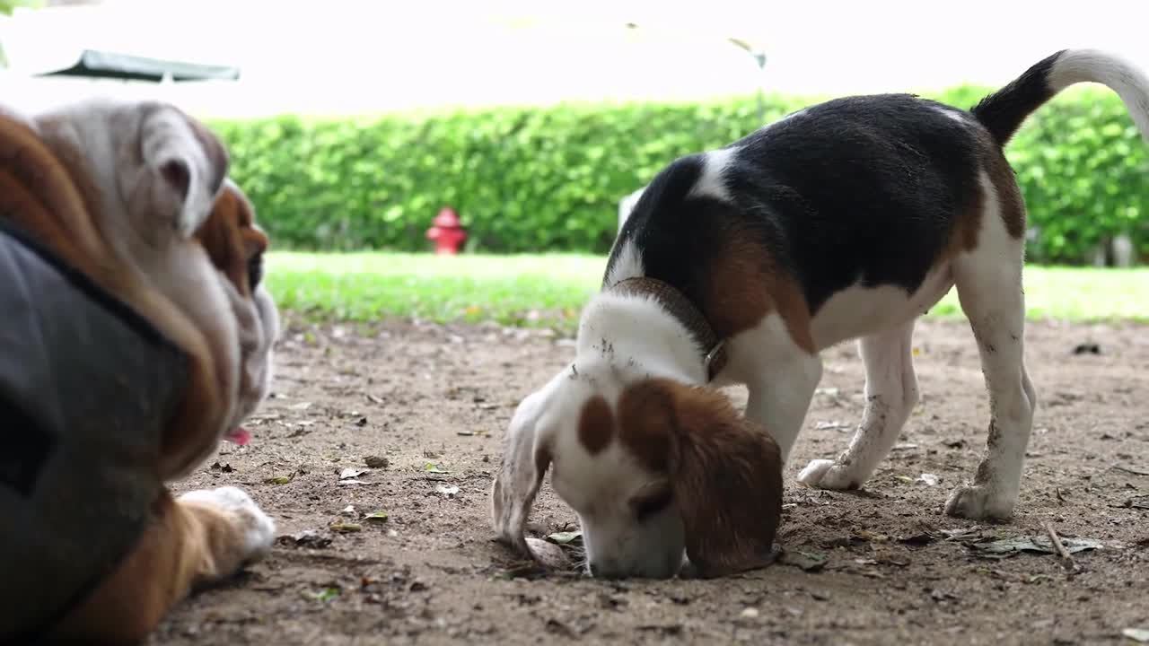 Adorable Little Puppy Digging A Hole In The Front Yard - Spring Time!