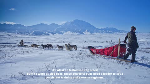 four best dogs for kids and family