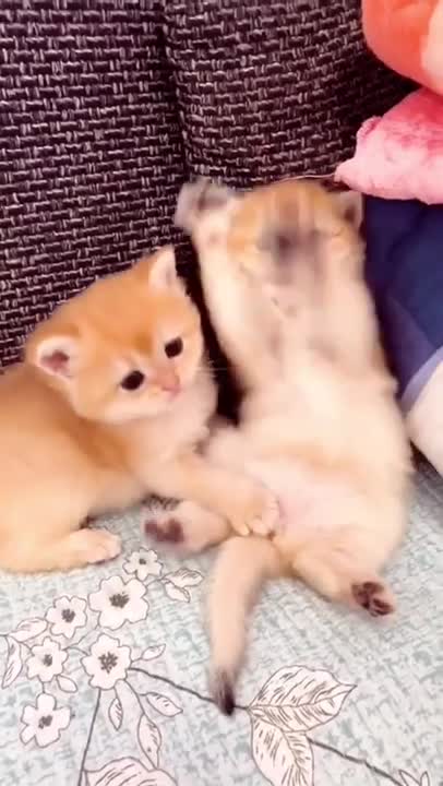 Cute funny kitten video