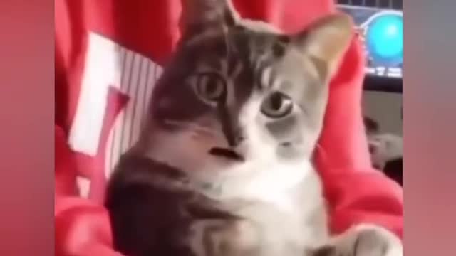 VIRAL ANIMALS: TRY NOT TO LAUGH