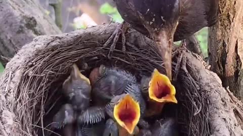 The mother bird catches worms for her baby