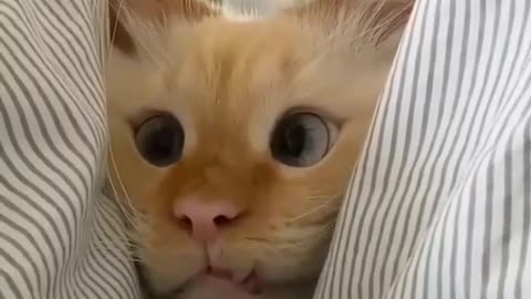 Kitten playing hideout