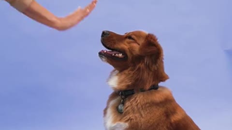 Cute Dog Giving Paw and trick 2022 #Shorts
