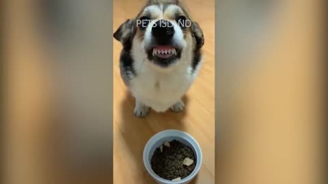 Funny Video dogs and cats reaction