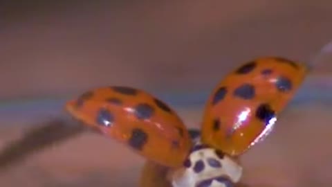 Ladybug Exhibits Pure Grace