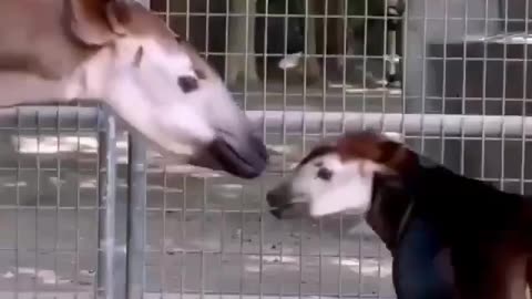 The okapi is similar in appearance to a horse it has some zebra markings and its closest relative is the giraffe