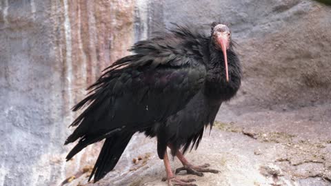 See a large, black bird with a long beak with great music