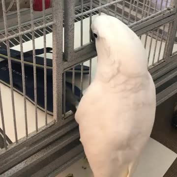 Cardinal bird trying to reach its owner's shoes (2)