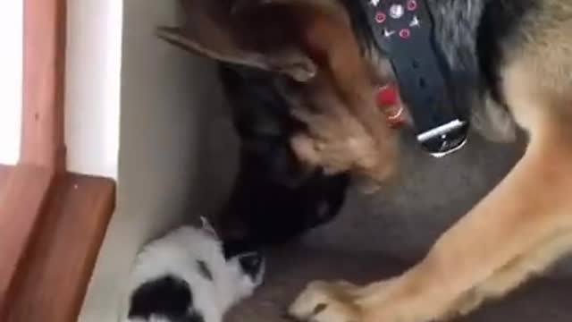 Funny Cats and Dogs Compilation