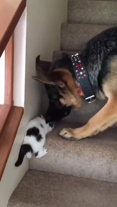 Funny Cats and Dogs Compilation